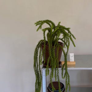 Huperzia Carinata Mellanstor | Gratis fytocertifikat
