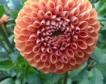 Cornel Bronze Single Dahlia Tuber Spring Shipping 2026