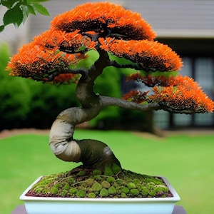 May include: A bonsai tree with vibrant orange foliage and a twisted trunk. The tree is planted in a white rectangular pot filled with green moss and small stones. The background is a blurred green lawn and a house.