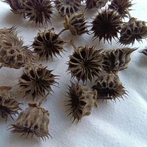 Cápsulas naturales para la creatividad, regalos del bosque