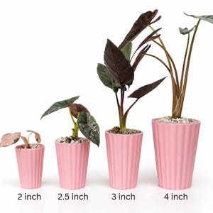 May include: Four potted plants of varying sizes, each in a light pink, ribbed pot. The plants have green and burgundy leaves. The pots are labeled with their height in inches: 2, 2.5, 3, and 4 inches.