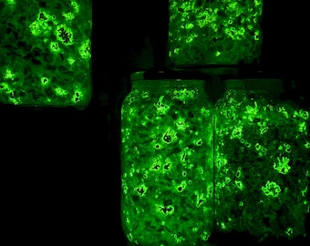 MycoGlow (Living Bioluminescent Mushroom Lamp)