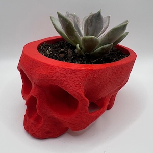 May include: A bright red skull-shaped planter with a textured surface finish. The hollow top of the skull contains dark potting soil and a single green succulent plant with pointed, fleshy leaves. The object is viewed from a high angle.