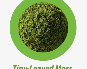 Tinyleaf Moss (Bryohaplocladium microphyllum): The Terrarium Star!