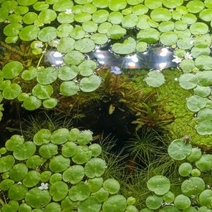 May include: A vibrant aquatic scene featuring a dense collection of green lily pads floating on the water's surface. Small white flowers dot the surface, and underwater plants are visible. The scene is illuminated by overhead lights.