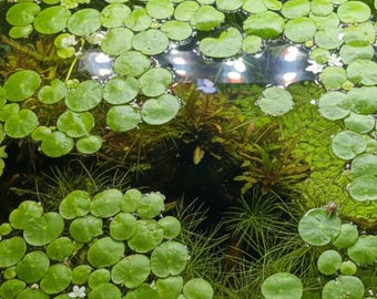 Limnobium laevigatum, Amazon Frogbit   4.oz Cup Buy 2 Get a Free Plant!