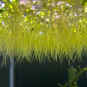 Può includere: Primo piano di piante acquatiche con lunghe, sottili radici verde chiaro che pendono verso il basso. Le radici sono fittamente raggruppate, creando un effetto strutturato e stratificato. Lo sfondo è scuro, evidenziando il verde brillante delle piante.