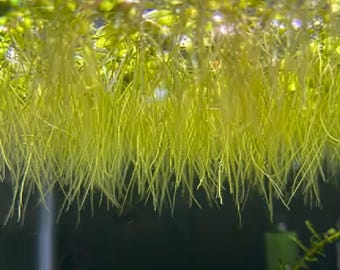 Salvinia Minima (Water Spangles) 4oz Cup, order 2 and get a free plant!