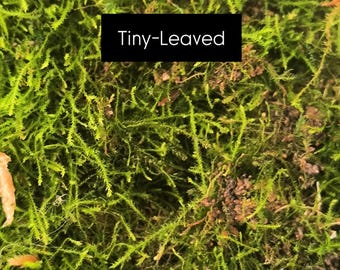 Bryohaplocladium microphyllum (Tinyleaf Moss): The Terrarium Star!