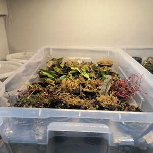 May include: A clear plastic storage bin filled with small potted plants and moss. The plants have green leaves and are surrounded by brown and red moss. Other containers are visible in the background.
