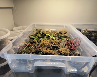 FoxFlora Emersed Propagation Station: Master the Art of Growth