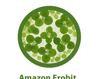 Amazonasfrogbit (Limnobium laevigatum) 115 g kopp Köp 2 få en gratis växt!
