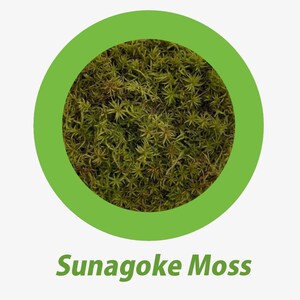 May include: A close-up of Sunagoke Moss, a vibrant green plant, is displayed within a bright green circular frame. The moss has a dense, textured appearance, with small, star-shaped leaves. The text "Sunagoke Moss" is written in green below the circle.