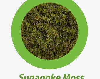 Japanese Moss (Racomitrium canescens) Sand Moss: Hardy, Vibrant Green Mats!