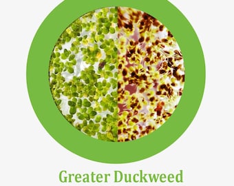 Greater Duckweed (Spirodela polyrhiza) – 4oz Portion order 2 and get a free plant!