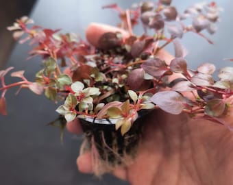 Primrose Willow (Ludwigia repens) Rooted Bunch, Order 2 and get a Free Plant!
