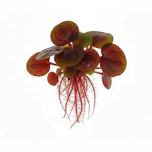 Könnte beinhalten: Nahaufnahme einer kleinen Wasserpflanze mit runden, rotbraunen Blättern und einem Büschel roter Wurzeln. Die Blätter haben in der Mitte einen leichten Grünton. Die Pflanze ist vor einem weißen Hintergrund platziert.