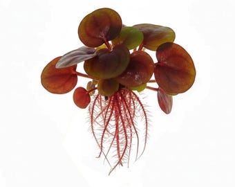 Phyllanthus fluitans (plante flottante rouge) tasse de 4 oz. Achetez-en 2 et recevez une plante gratuite !