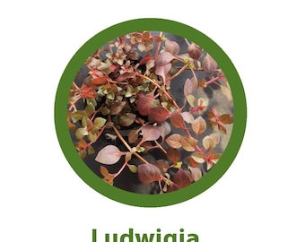 Ludwigia repens Rooted Bunch, Order 2 and get a Free Plant!
