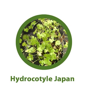 Op de afbeelding: Een close-up van een groene plant met kleine, ronde bladeren, in een groene cirkel. De tekst "Hydrocotyle Japan" wordt in het groen onder de cirkel weergegeven. De plant heeft een weelderig, levendig uiterlijk.
