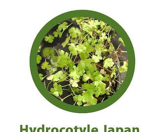Hydrocotyle Japan (Hydrocotyle tripartita) Rooted Bunch, Order 2 and get a Free Plant!