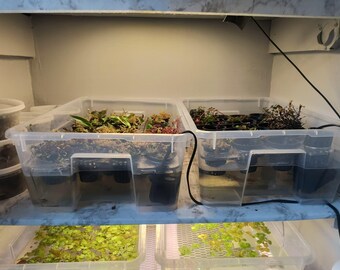 FoxFlora Emersed Propagation Station: Master the Art of Growth