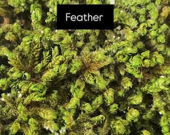 Eurhynchium striatum Feather Moss: Lush Greenery for Your Terrarium or Garden!
