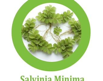 Salvinia Minima (Water Spangles) 4oz Cup, order 2 and get a free plant!