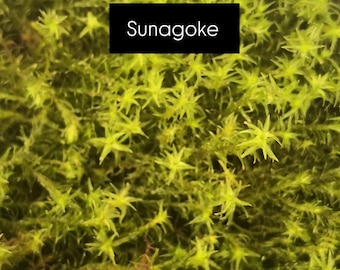 Racomitrium canescens  (Japanese) Sunagoke Moss: Hardy, Vibrant Green Mats!
