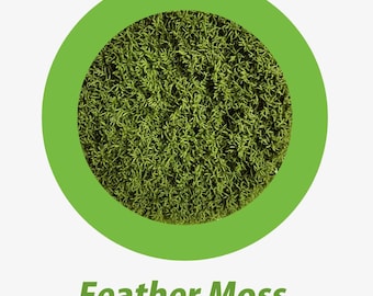 Feather Moss ( Eurhynchium striatum): Lush Greenery for Your Terrarium or Garden!