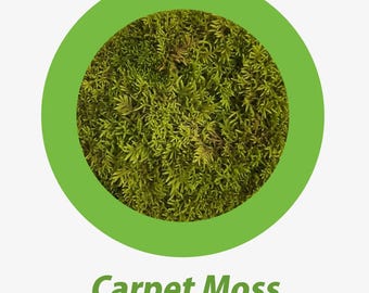 Carpet Moss (Hypnum cupressiforme): The Ultimate Terrarium Groundcover!