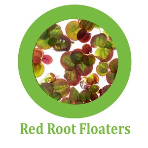 以下が含まれることがあります： 赤と緑の葉を持つ水生植物、レッドルートフローターのクローズアップ。植物は白い背景に緑の円の中にあります。「Red Root Floaters」というテキストが円の下にあります。