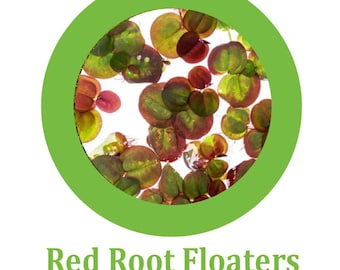 Red Root Floater (Phyllanthus fluitans) 4.oz Cup Buy 2 Get a Free Plant!