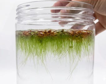 Greater Duckweed (Spirodela polyrhiza) – 4oz Portion order 2 and get a free plant!