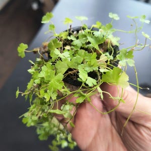 Op de afbeelding: Een kleine potplant met heldergroene, klaverachtige bladeren. De plant staat in een zwarte pot en wordt door een persoon vastgehouden. De bladeren hebben een delicate, getextureerde uitstraling en de plant heeft lange, dunne stelen.