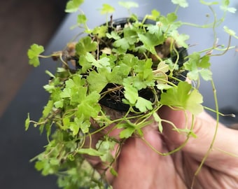 Dwarf Pennywort (Hydrocotyle tripartita) Rooted Bunch, Order 2 and get a Free Plant!