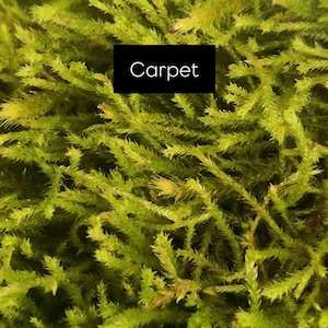 May include: Close-up of a vibrant green moss carpet. The image features a dense, textured surface with small, needle-like leaves. A black rectangle with the word "Carpet" in white text is centered in the image.