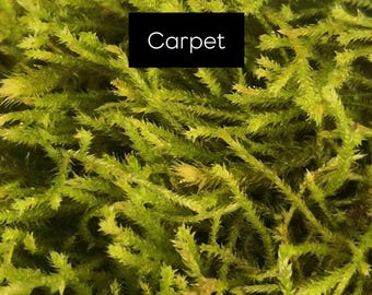 Hypnum cupressiforme (Carpet Moss): The Ultimate Terrarium Groundcover!