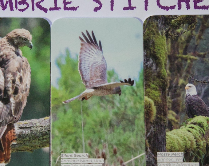 SamBrie Adventures Wildlife Photography Project Card | Nature Photography Card | Pacific Northwest Wildlife Art