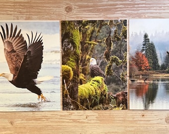 SamBrie Adventures Bald Eagle Mini Art Print Set | PNW Wildlife Photography Prints | Matte Eagle Postcard Set