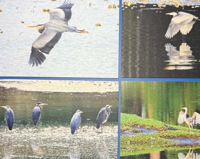 SamBrie Adventures Great Blue Heron Mini Art Print Set | PNW Wildlife Photography Prints | Bird Postcard Set | Washington Nature Art