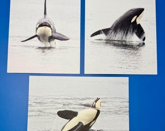 SamBrie Adventures Orca Mini Art Print Set | Killer Whale Photography Prints | PNW Wildlife Postcard Set | Pacific Northwest Whale Art