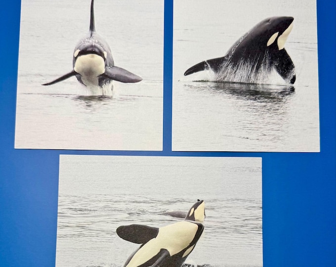 SamBrie Adventures Orca Mini Art Print Set | Killer Whale Photography Prints | PNW Wildlife Postcard Set | Pacific Northwest Whale Art