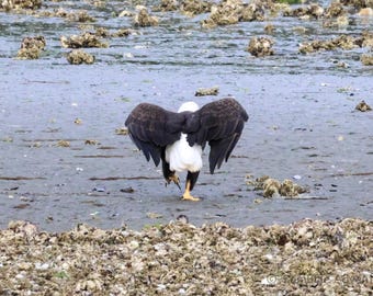 SamBrie Adventures Angelic Reverence - Bald Eagle Photography Print - Wildlife Wall Art - Washington State Nature Photo - Patriotic Bird