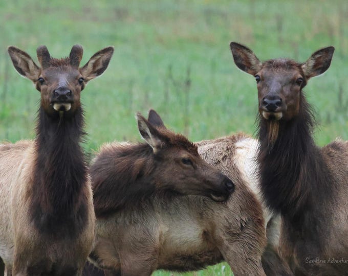 SamBrie Adventures Among Three – Elk Trio Print 8x10 – Pacific Northwest Wildlife Photography – Washington Nature Wall Art