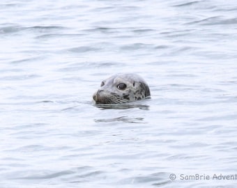 SamBrie Adventures Coastal Curiosity - Harbor Seal Photography Print - Pacific Northwest Coastal Wildlife Photo - Washington State Ocean