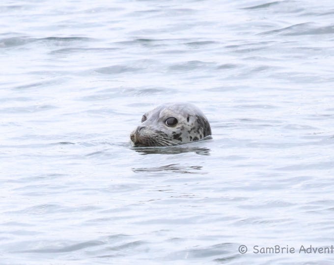 SamBrie Adventures Coastal Curiosity - Harbor Seal Photography Print - Pacific Northwest Coastal Wildlife Photo - Washington State Ocean