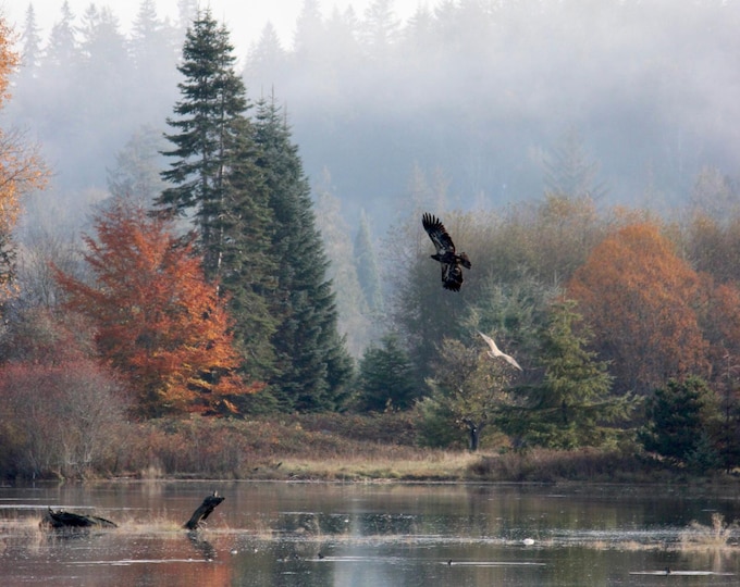SamBrie Adventures Stillwater Flight – Bald Eagle Flight Print 8x10 – Pacific Northwest Wildlife Photography – Washington Nature Wall Art