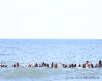 SamBrie Adventures Sea Lion Raft - Sea Lion Photography Print - Pacific Northwest Coastal Wildlife Photo - Washington State Ocean Photograph