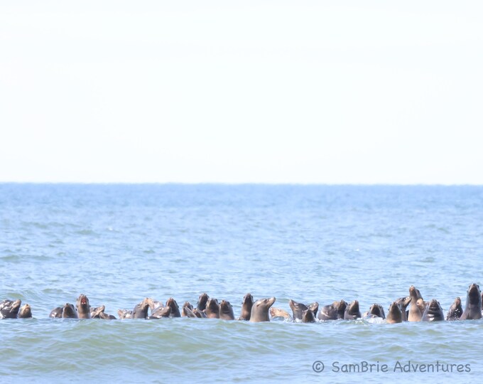 SamBrie Adventures Sea Lion Raft - Sea Lion Photography Print - Pacific Northwest Coastal Wildlife Photo - Washington State Ocean Photograph
